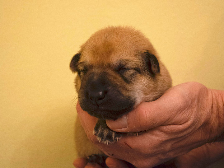 chinook puppy